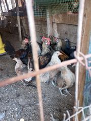 ΠΩΛΟΥΝΤΑΙ ΝΑΝΑΚΙΑ