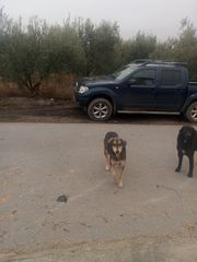Pickup - Αγροτικό Nissan 2007 Navvara