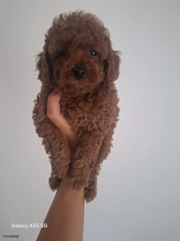 POODLE TOY RED