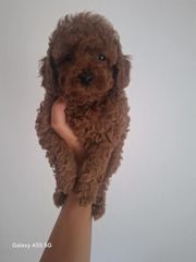 POODLE TOY RED