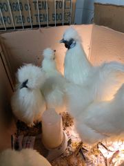 κότες silkies