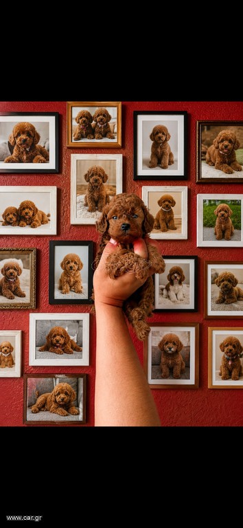 Poodle toy pedigree