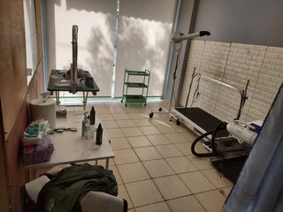 Pet grooming-thumb-5