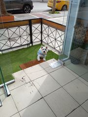 Pet grooming-thumb-6