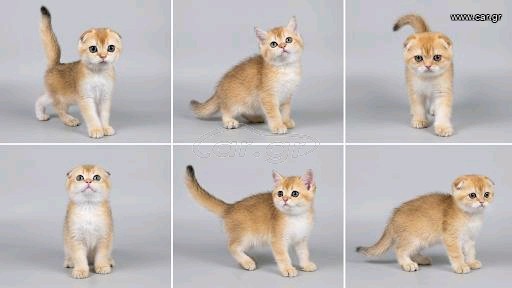 Scottish fold κοντότριχι