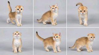 Scottish fold κοντότριχι