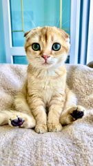 Scottish fold κοντότριχι-thumb-1