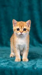 Scottish fold κοντότριχι-thumb-0