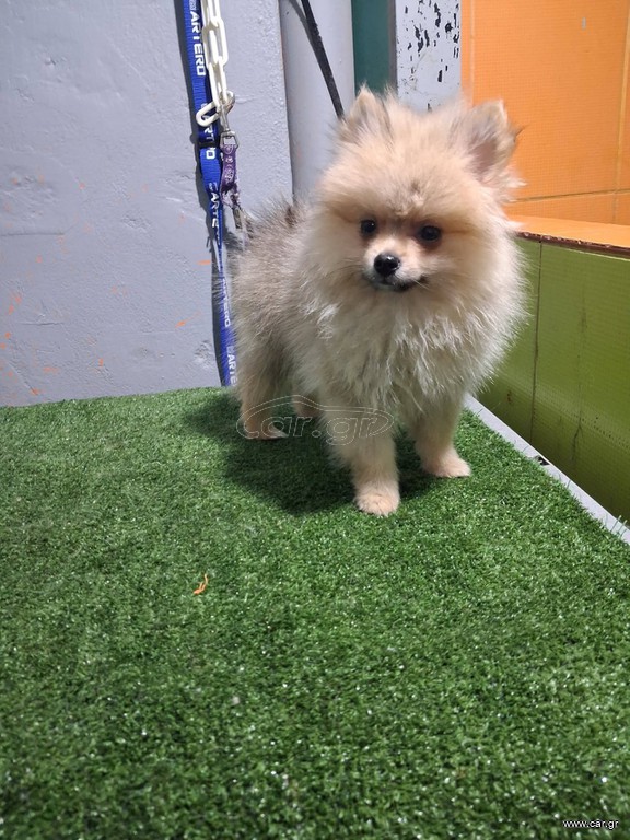 pomeranian spits