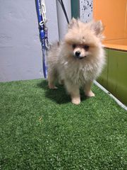 pomeranian spits