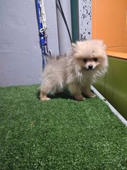 pomeranian spits-thumb-1