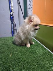 pomeranian spits-thumb-2