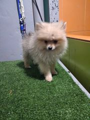 pomeranian spits-thumb-3