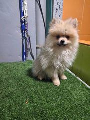 pomeranian spits-thumb-4