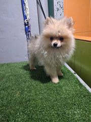 pomeranian spits-thumb-5