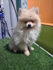 pomeranian spits-thumb-7