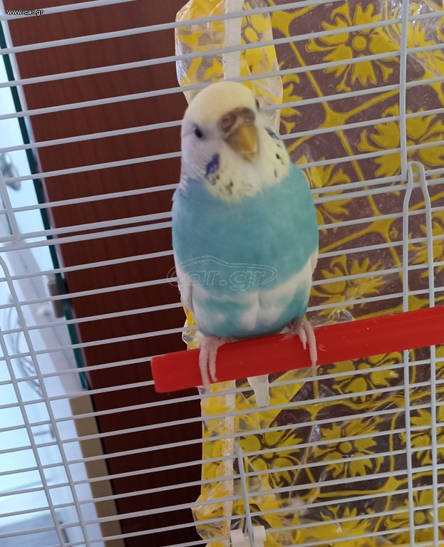 Budgie παπαγάλος