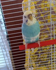 Budgie παπαγάλος