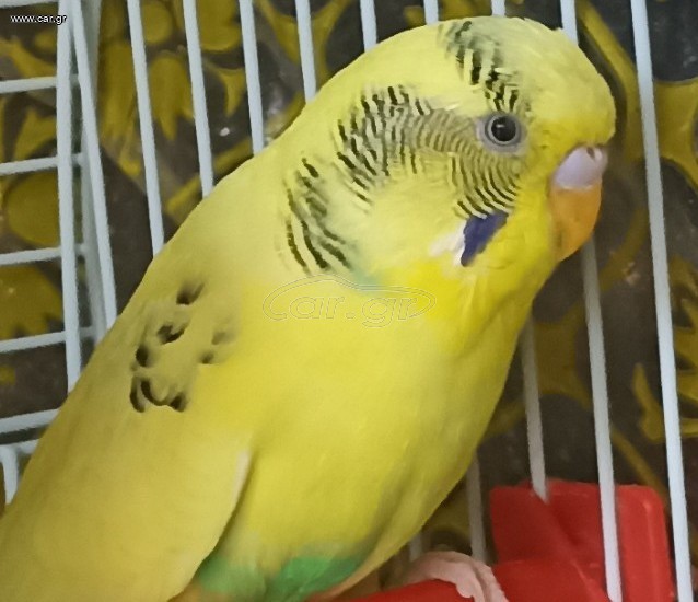 Παπαγάλος Budgie