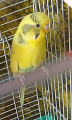 Παπαγάλος Budgie-thumb-1