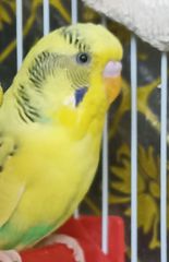 Παπαγάλος Budgie-thumb-2