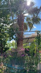 Φοίνικας Washingtonia robusta ή Livistona chinensis.