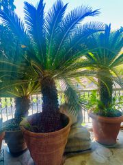 Ευκαιρία: Φυτά Τσίκας (Cycas Revoluta) 30-32 Ετών – / έκαστο