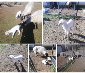 ΔΙΝΟΝΤΑΙ ΠΡΟΒΑΤΑ
