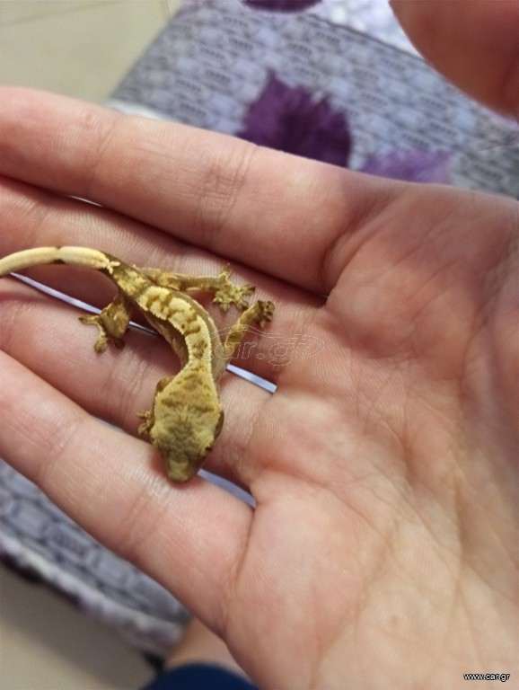 baby crested gecko