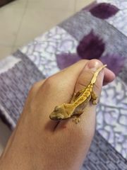 baby crested gecko-thumb-1