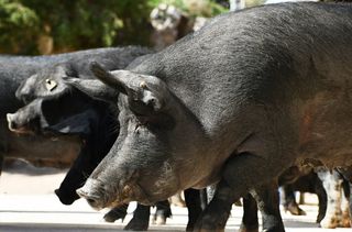 Έγκυες Χοιρομητέρες 20 μηνών Ελληνικού Μαύρου Χοίρου