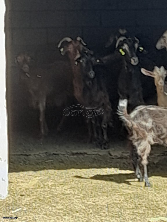 Πωλούνται κατσίκες