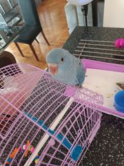 RINGNECK