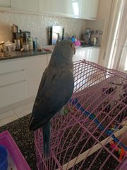 RINGNECK-thumb-1