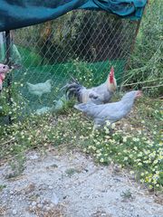 Ζευγάρι leghorn Italianer