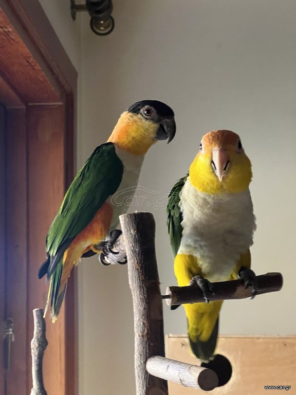 ΠΑΠΑΓΑΛΟΙ Caique