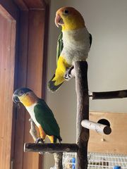 ΠΑΠΑΓΑΛΟΙ Caique-thumb-1