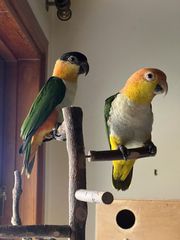 ΠΑΠΑΓΑΛΟΙ Caique-thumb-2