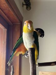 ΠΑΠΑΓΑΛΟΙ Caique-thumb-3