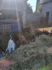 ΠΩΛΟΥΝΤΑΙ ΓΙΔΕΣ