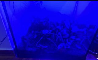 aquarium- Ενυδρείο-thumb-5