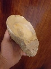 απολιθωμένο κοχύλι-thumb-2