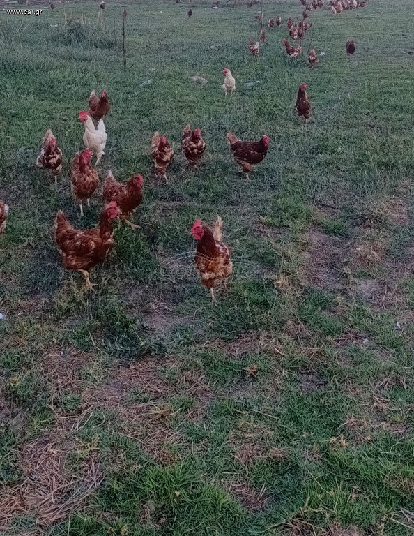 Κότες αυγοπαραγωγής