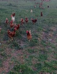 Κότες αυγοπαραγωγής
