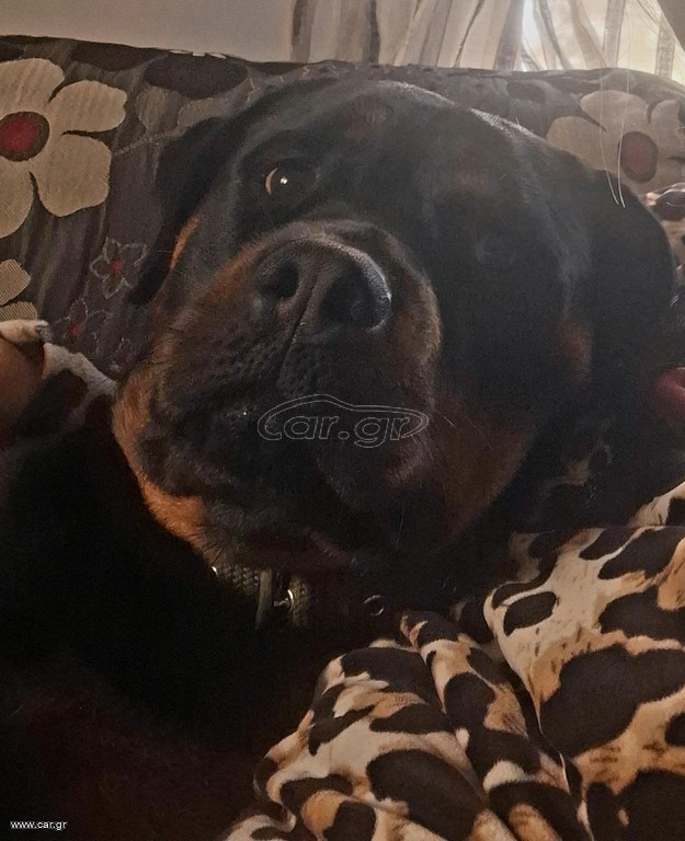 rottweiler