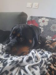 rottweiler-thumb-1