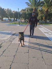 rottweiler-thumb-2