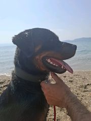 rottweiler-thumb-3