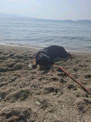 rottweiler-thumb-4