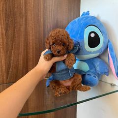 Poodle red toy
